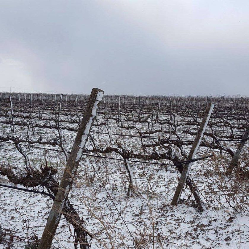 puglia neve in vigna 1