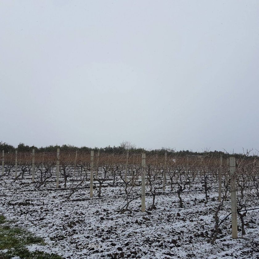 puglia neve in vigna 2