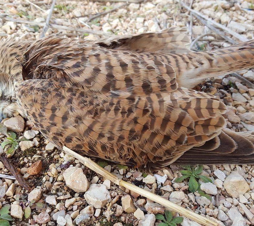 puglia neve in vigna 3