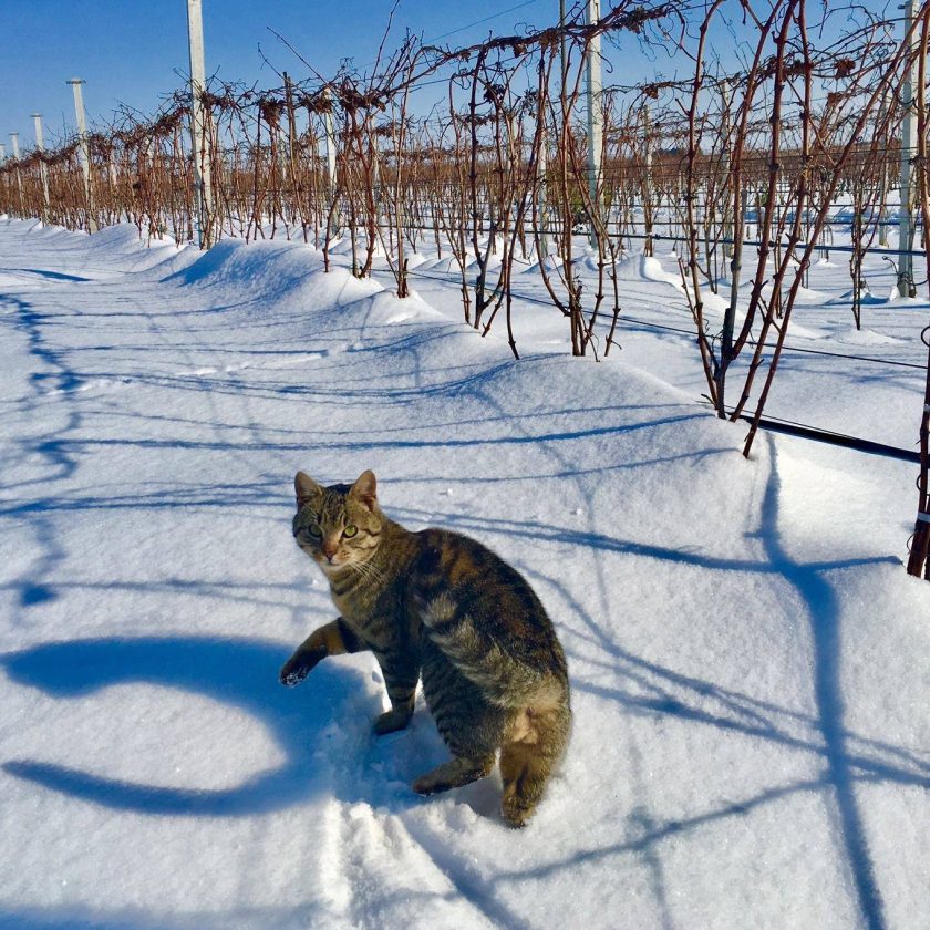 puglia neve in vigna 4