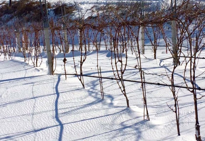 puglia neve in vigna 6