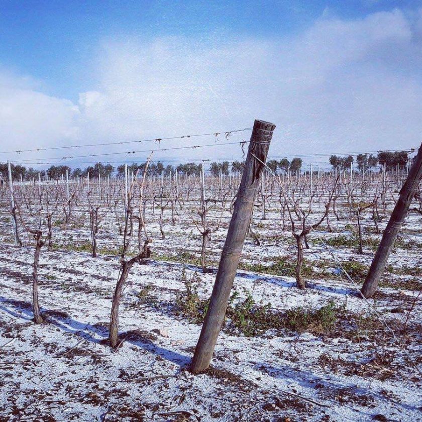 puglia neve in vigna 7