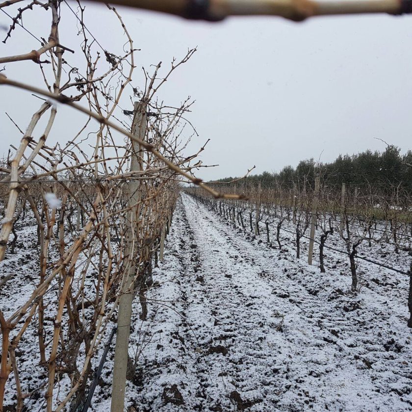 puglia neve in vigna 8