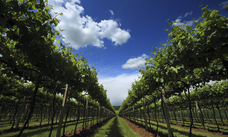 colli berici vino consorzio GRENACHES du MONDE 1