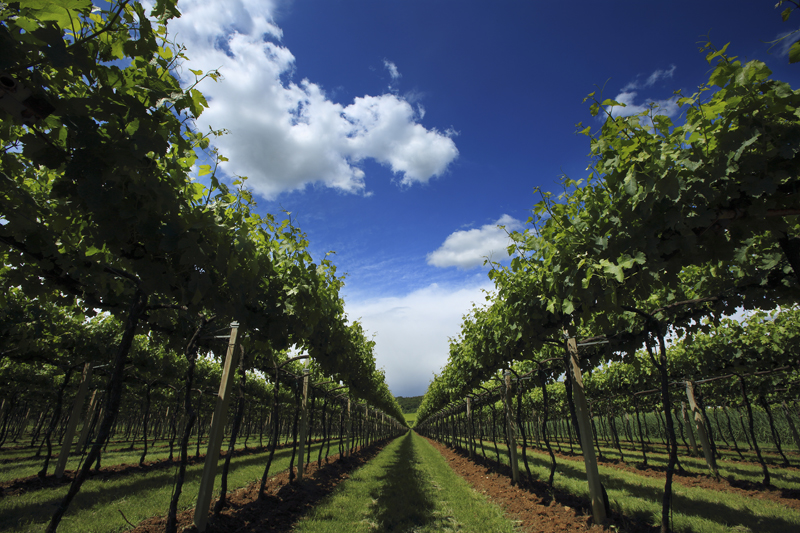 colli berici vino consorzio GRENACHES du MONDE 1