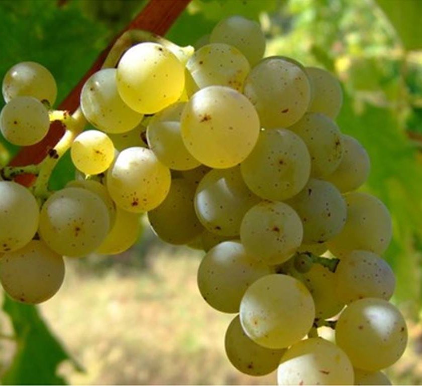 pinot grigio doc venezie igt trevenezie 2 1