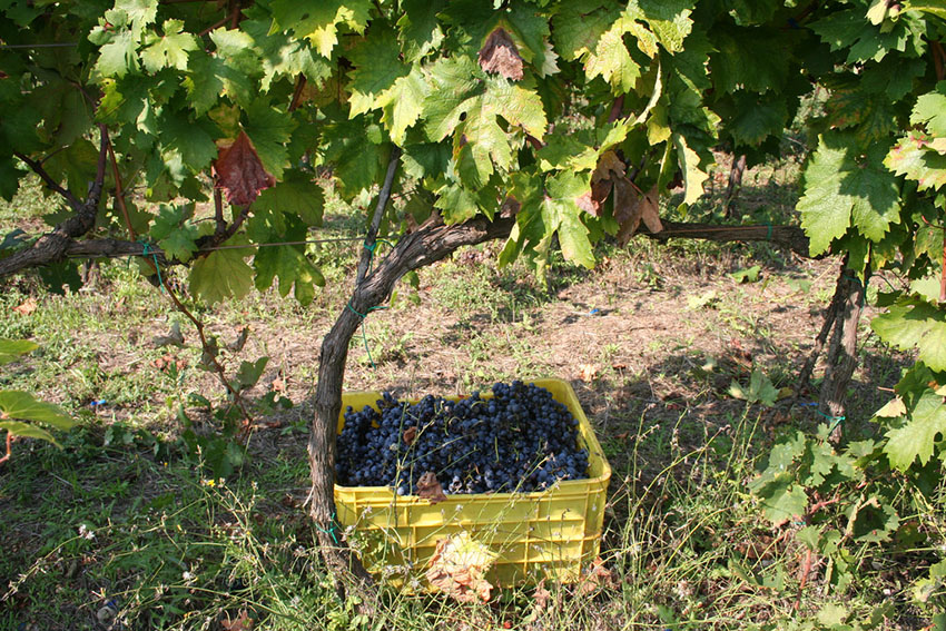 vendemmia uva primitivo