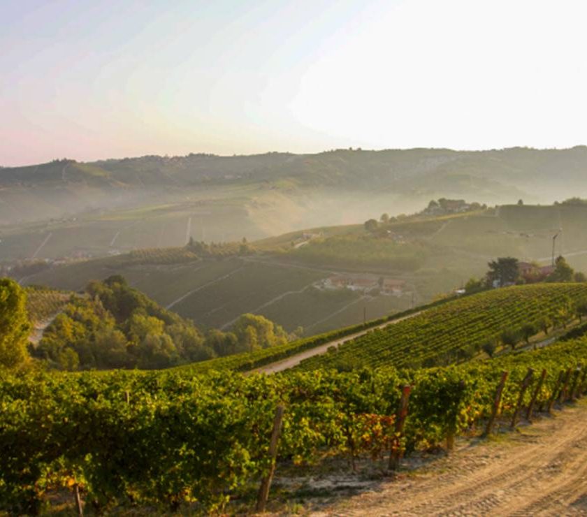 moscato docg canelli vigneti