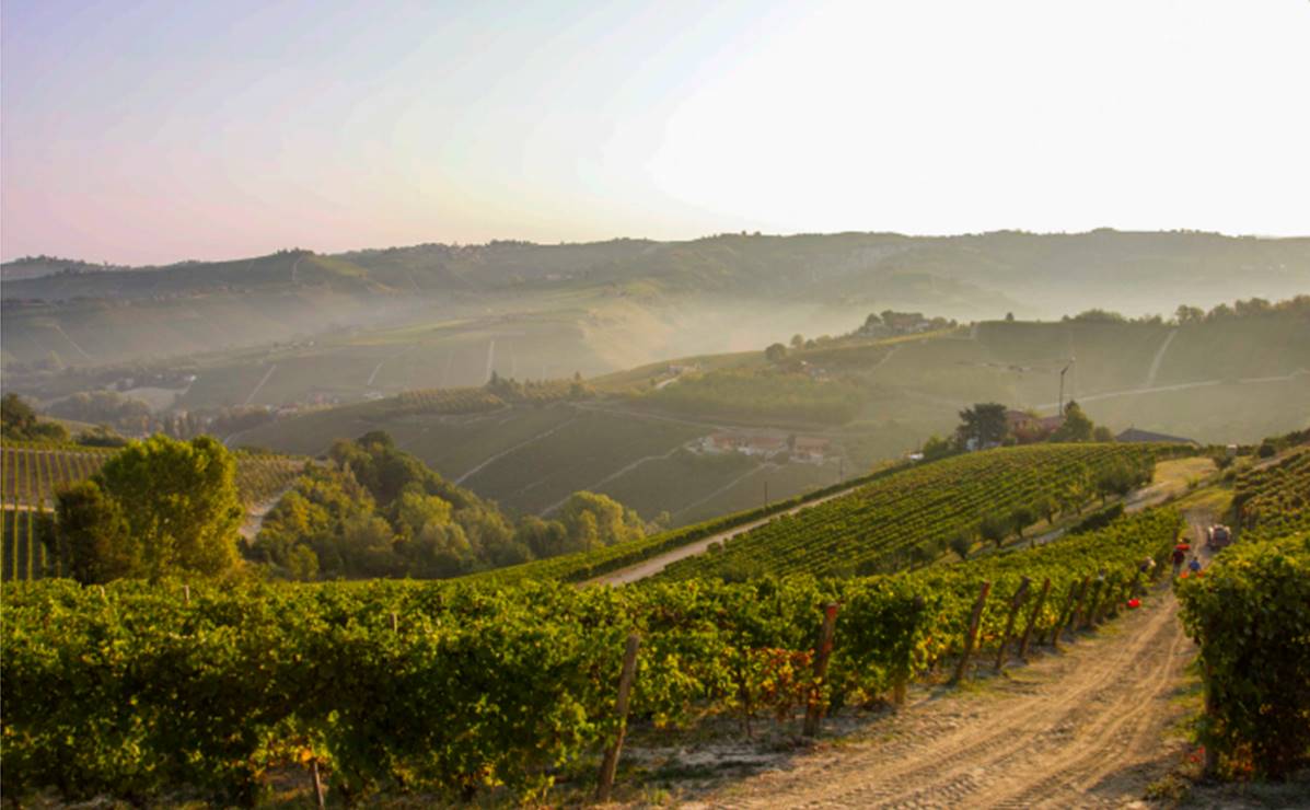 moscato docg canelli vigneti