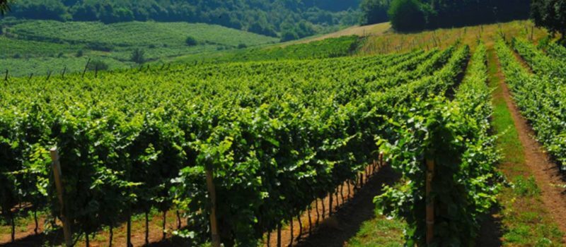 vigneto colli berici e1492792154278 1