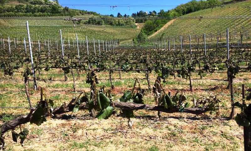 danni gelate gelo vigneti vino vendemmia assoenologi