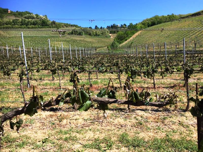 danni gelate gelo vigneti vino vendemmia assoenologi