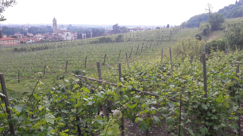 vigna moscato di scanzo de toma scanzorosciate bergamo cantina giacomo 13