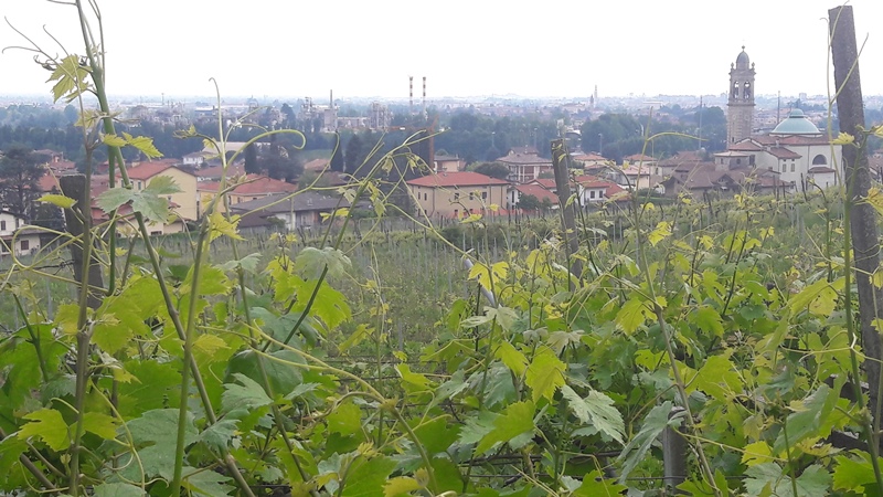 vigna moscato di scanzo de toma scanzorosciate bergamo cantina giacomo 14