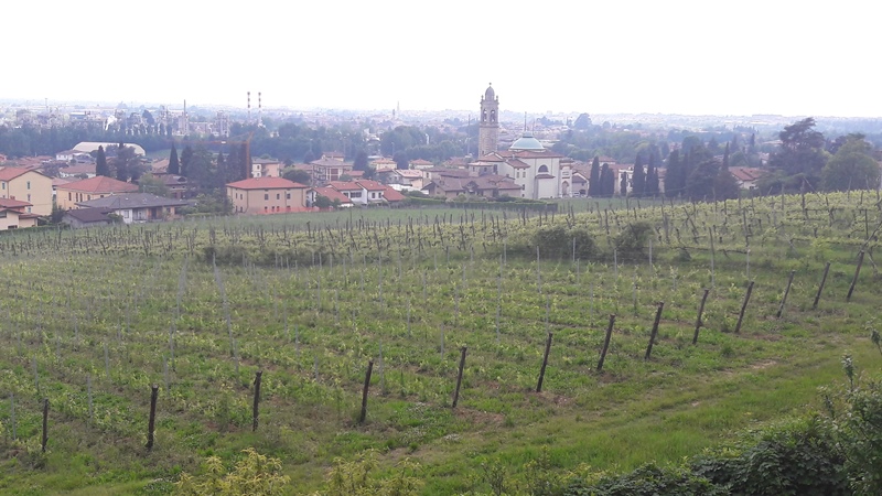 vigna moscato di scanzo de toma scanzorosciate bergamo cantina giacomo 15