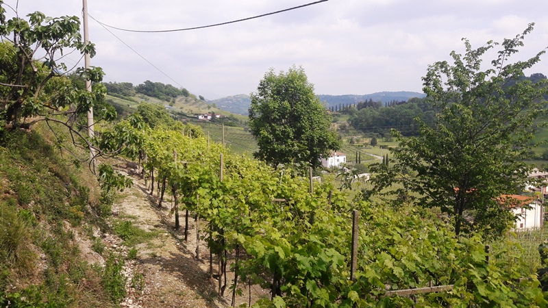 vigna moscato di scanzo de toma scanzorosciate bergamo cantina giacomo 16