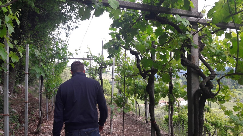 vigna moscato di scanzo de toma scanzorosciate bergamo cantina giacomo 17