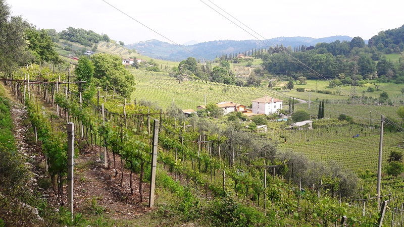vigna moscato di scanzo de toma scanzorosciate bergamo cantina giacomo 18