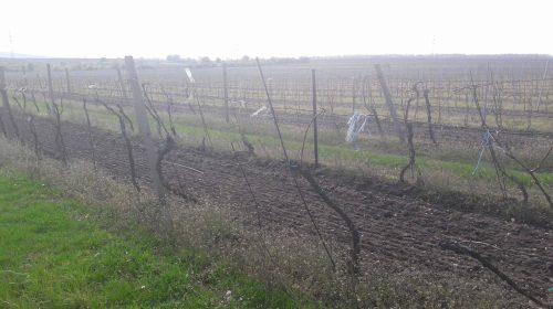 vigne moravia vino repubblica ceca valtice wine tasting 1