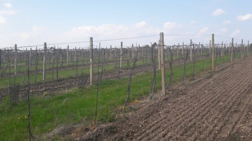 vigne moravia vino repubblica ceca valtice wine tasting 3