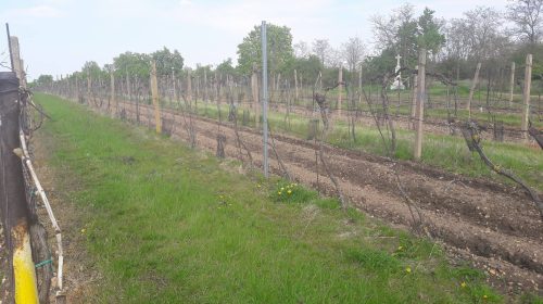 vigne moravia vino repubblica ceca valtice wine tasting 4