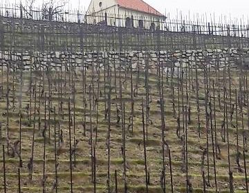 vigneto santa clara praga vino wine tasting tour eliska muchnova 3