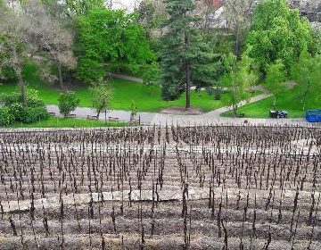 vino praga vigneto Grebovka vinohrady Grebovka Havlickovy sady 1