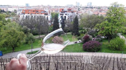 vino praga vigneto Grebovka vinohrady Grebovka Havlickovy sady 10