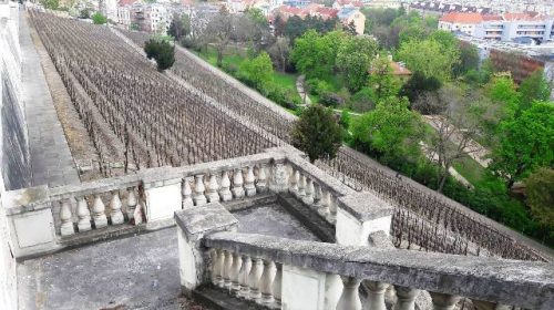 vino praga vigneto Grebovka vinohrady Grebovka Havlickovy sady 4