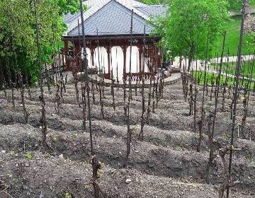 vino praga vigneto Grebovka vinohrady Grebovka Havlickovy sady 5