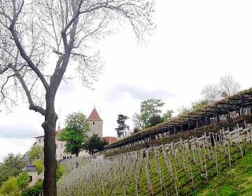 vino praga vigneto san venceslao villa richter 14