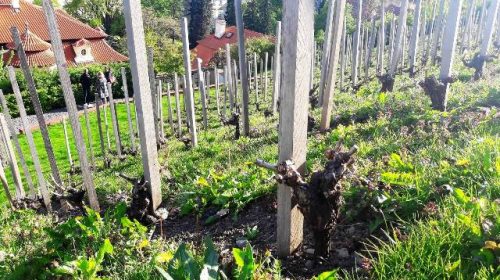 vino praga vigneto san venceslao villa richter 3