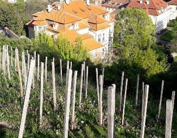 vino praga vigneto san venceslao villa richter 7 1