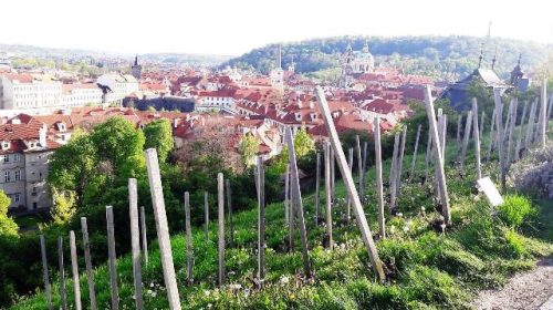 vino praga vigneto san venceslao villa richter 8