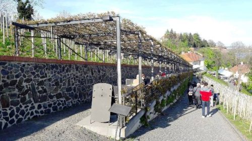 vino praga vigneto san venceslao villa richter 9