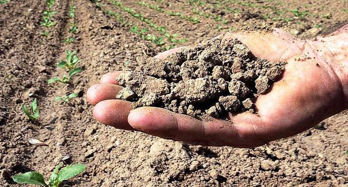 siccita coldiretti piante da frutto danni italia