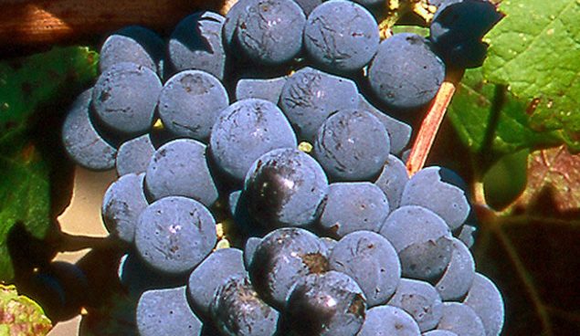 Cortona 1 e1501008191491