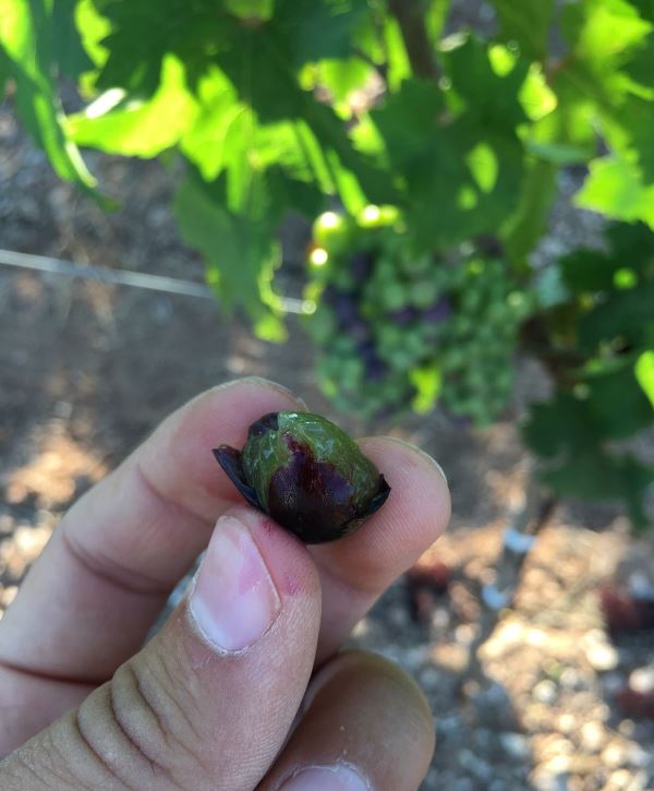 primitivo di manduria vendemmia 2017 1