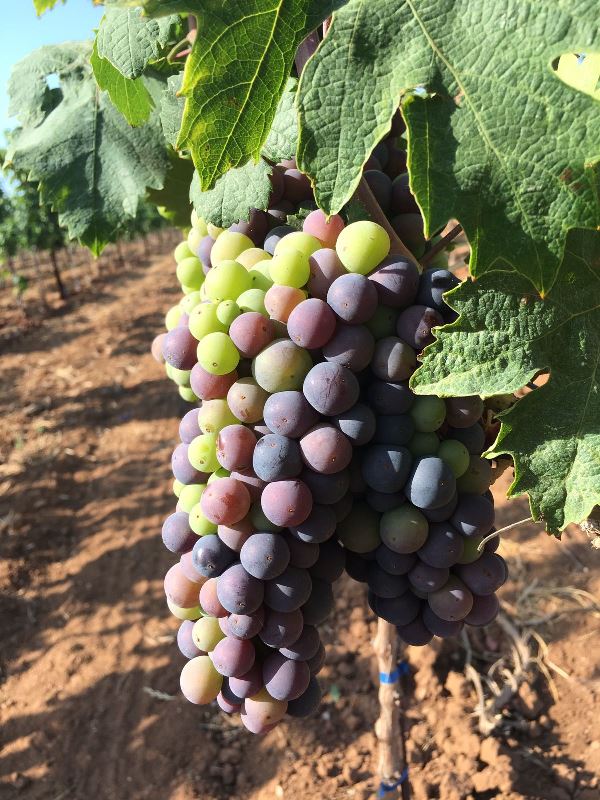 primitivo di manduria vendemmia 2017 4