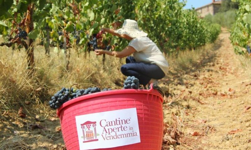 Cantine Aperte in Vendemmia 2