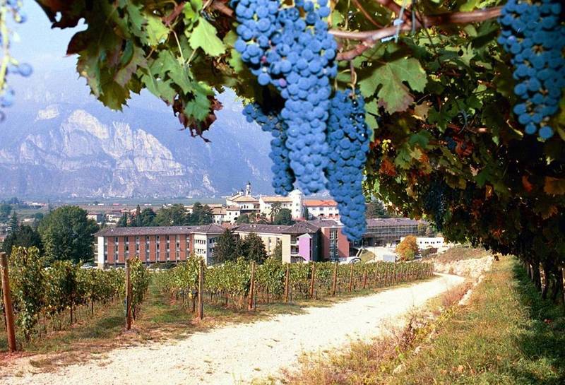 Riccardo Velasco Crea viticoltura ed enologia 1