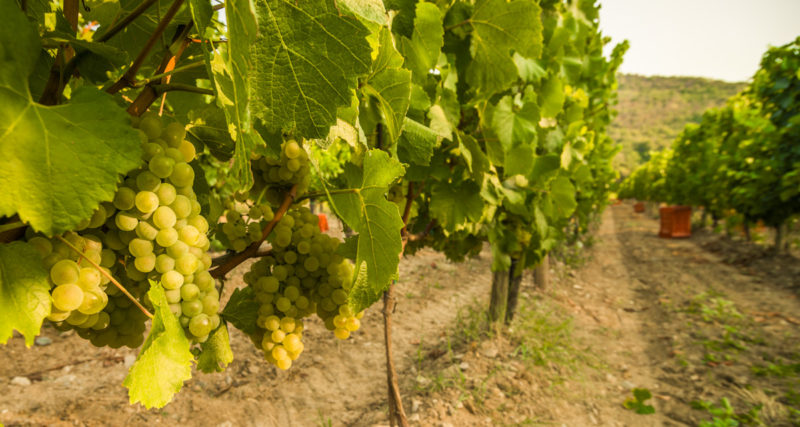 Vendemmia franciacorta 1