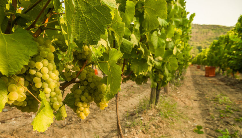 Vendemmia franciacorta 1024x546