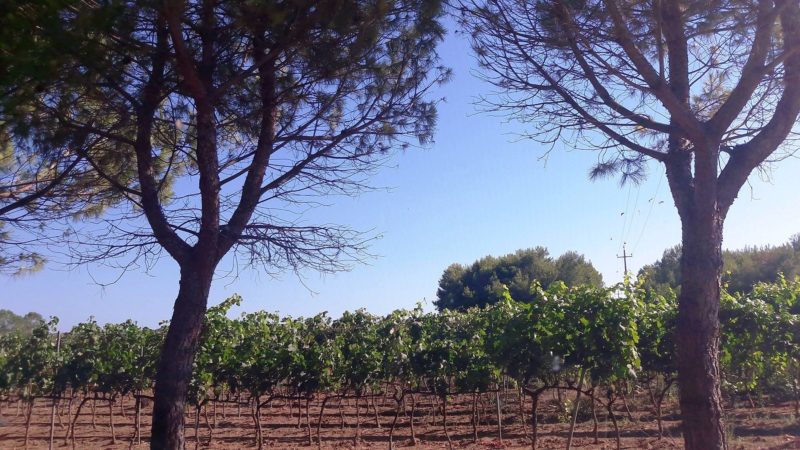 cantina coppola gallipoli metodo classico pas dose negroamaro giuseppe coppola 2