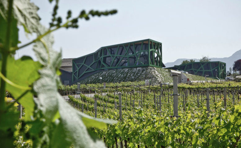 cantina tramin vigne 1