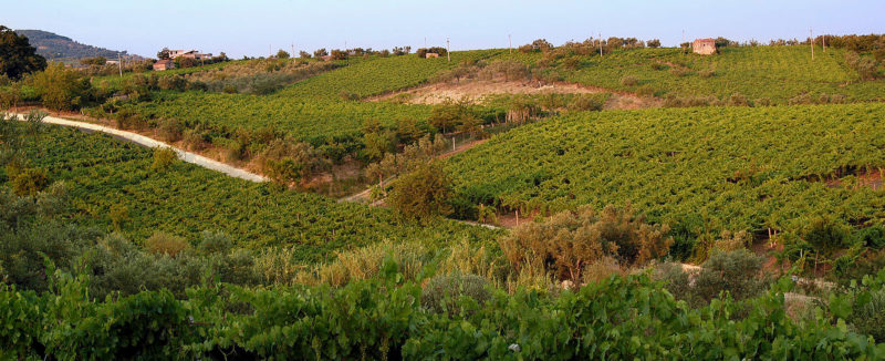 vini sannio