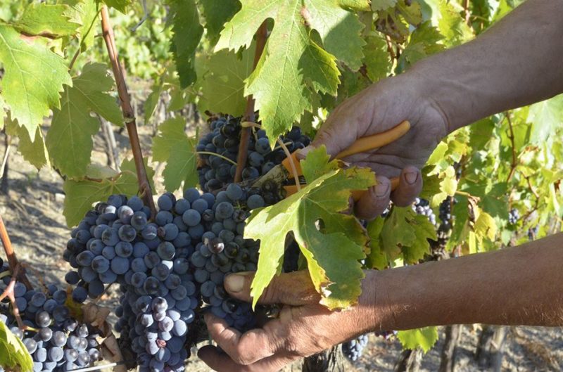 orcia vendemmia 2017 sangiovese 1
