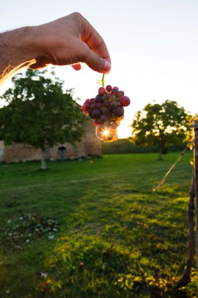 CARPI E SORBARA 3 preview