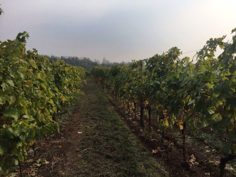 Davide Spillare discepolo Maule diventato grande 1