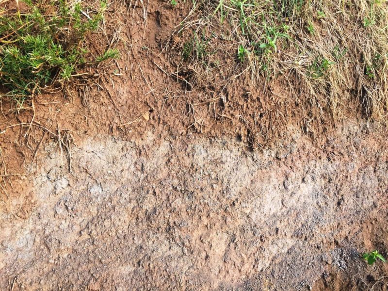 Davide Spillare discepolo Maule diventato grande 2